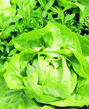 Buttercrunch Lettuce